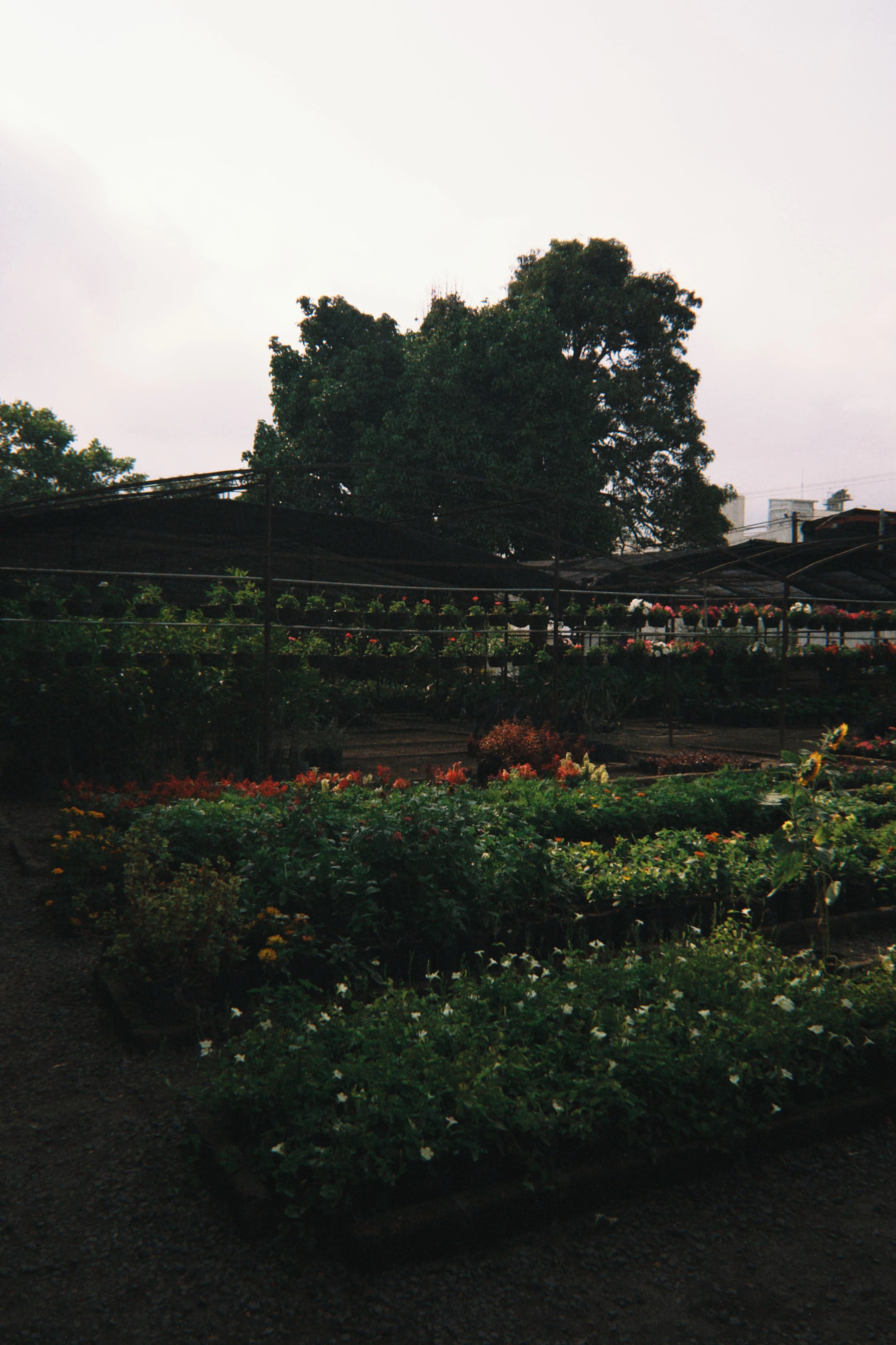 Botanical garden at San Salvador