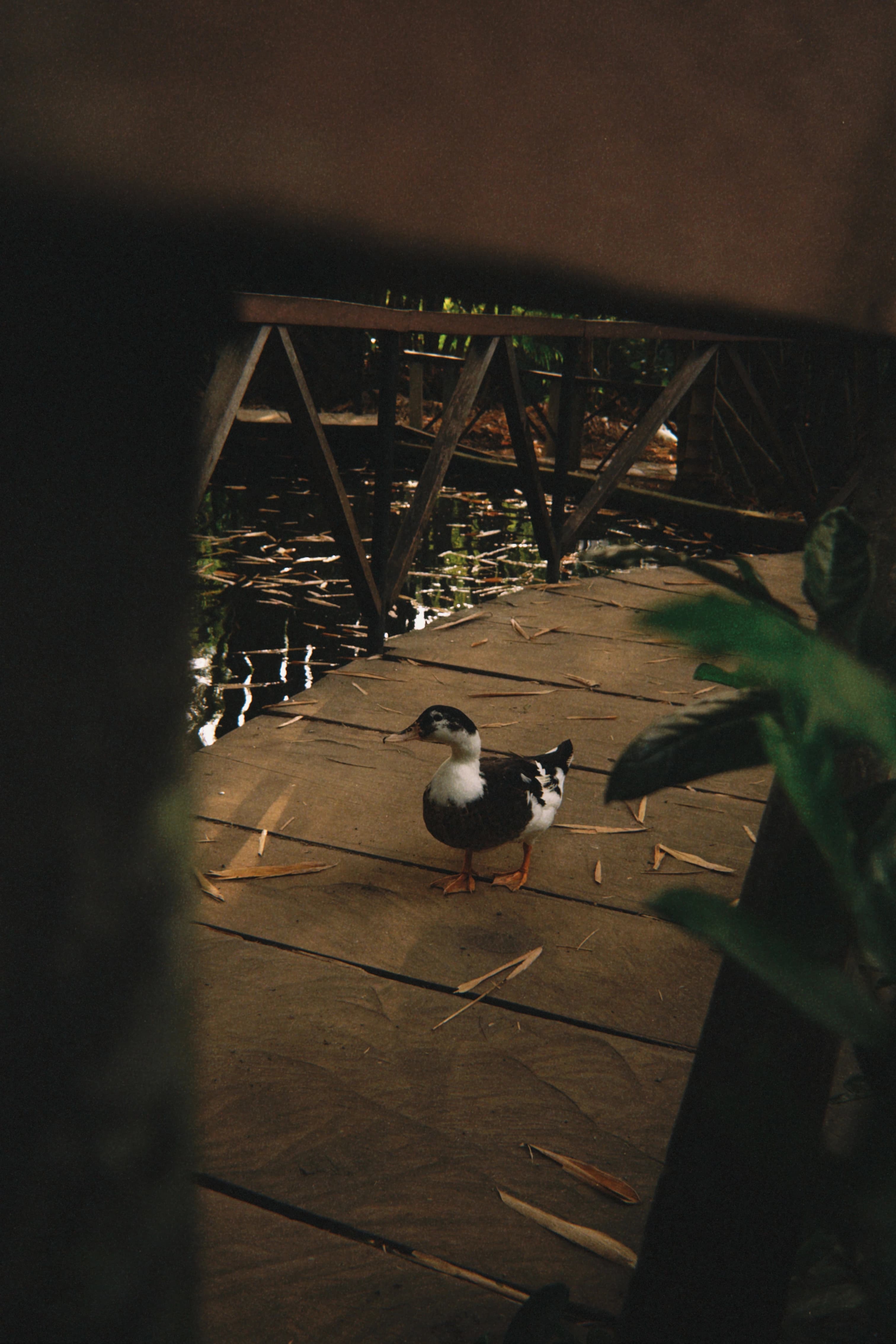 Duck at La Laguna Park